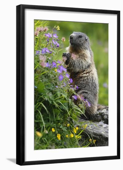 Alpine Marmot (Marmota Marmota) Standing on Hind Legs Feeding on Flowers, Hohe Tauern Np, Austria-Lesniewski-Framed Photographic Print