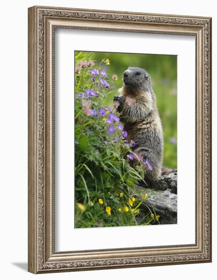 Alpine Marmot (Marmota Marmota) Standing on Hind Legs Feeding on Flowers, Hohe Tauern Np, Austria-Lesniewski-Framed Photographic Print