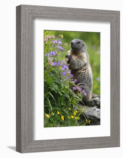 Alpine Marmot (Marmota Marmota) Standing on Hind Legs Feeding on Flowers, Hohe Tauern Np, Austria-Lesniewski-Framed Photographic Print