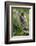 Alpine Marmot (Marmota Marmota) Standing on Hind Legs Feeding on Flowers, Hohe Tauern Np, Austria-Lesniewski-Framed Photographic Print