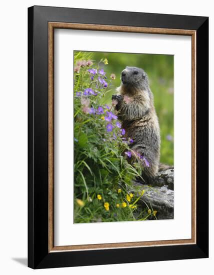 Alpine Marmot (Marmota Marmota) Standing on Hind Legs Feeding on Flowers, Hohe Tauern Np, Austria-Lesniewski-Framed Photographic Print