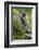 Alpine Marmot (Marmota Marmota) Standing on Hind Legs Feeding on Flowers, Hohe Tauern Np, Austria-Lesniewski-Framed Photographic Print