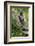 Alpine Marmot (Marmota Marmota) Standing on Hind Legs Feeding on Flowers, Hohe Tauern Np, Austria-Lesniewski-Framed Photographic Print