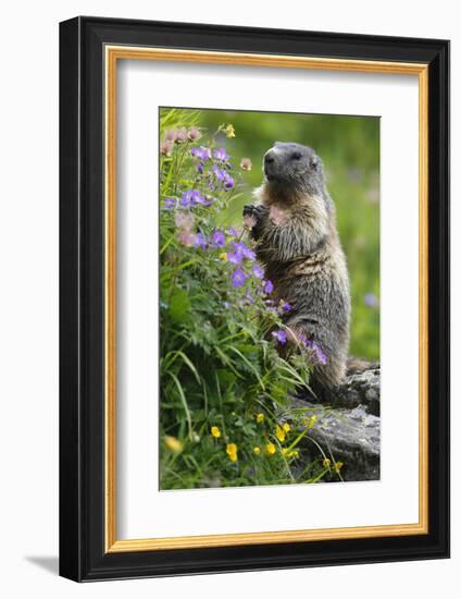 Alpine Marmot (Marmota Marmota) Standing on Hind Legs Feeding on Flowers, Hohe Tauern Np, Austria-Lesniewski-Framed Photographic Print