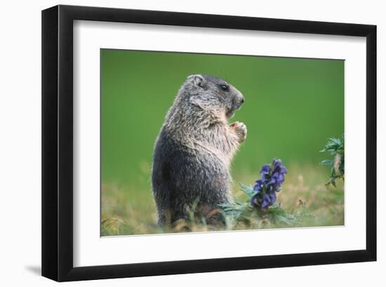 Alpine marmot (Marmota marmota)-null-Framed Art Print