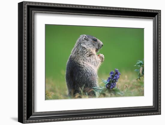 Alpine marmot (Marmota marmota)-null-Framed Art Print