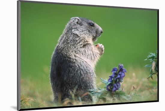 Alpine marmot (Marmota marmota)-null-Mounted Art Print