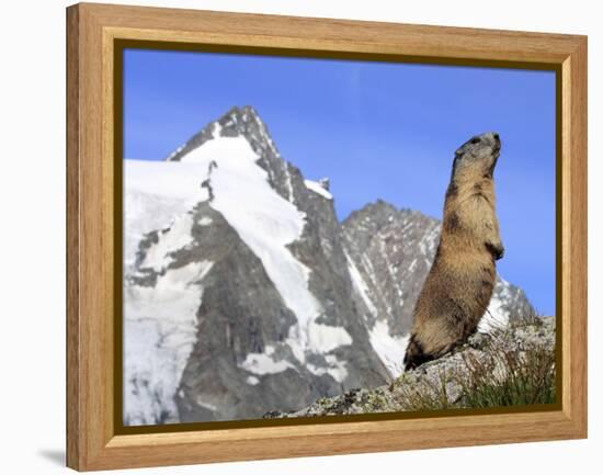 Alpine Marmot on Hind Legs-null-Framed Premier Image Canvas