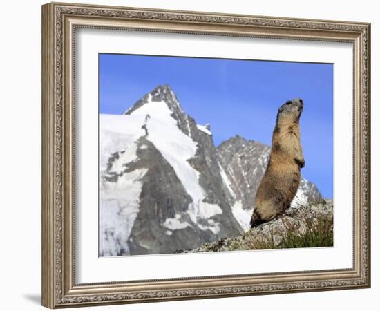 Alpine Marmot on Hind Legs-null-Framed Photographic Print