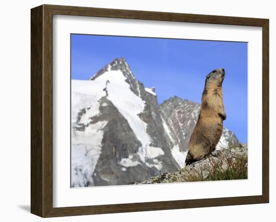 Alpine Marmot on Hind Legs-null-Framed Photographic Print