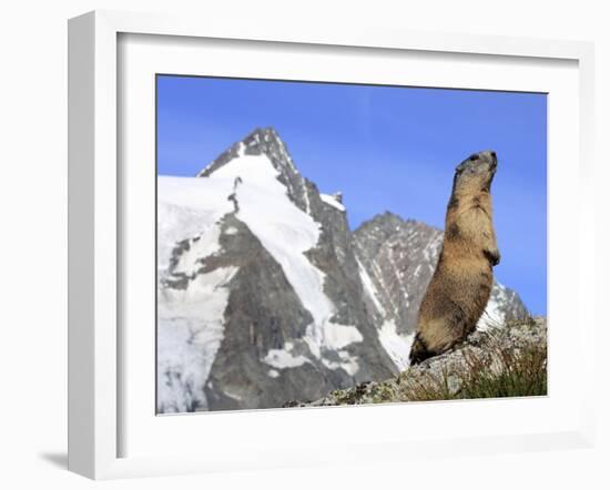 Alpine Marmot on Hind Legs-null-Framed Photographic Print