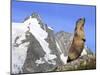 Alpine Marmot on Hind Legs-null-Mounted Photographic Print
