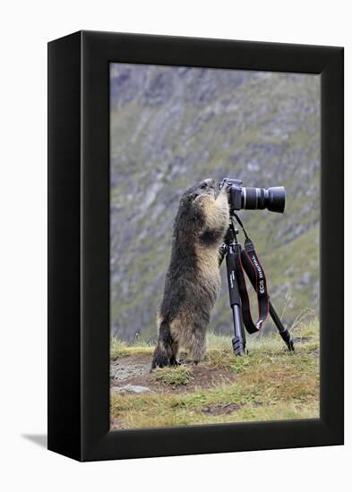 Alpine Marmot Standing Up at Camera on Tripod-null-Framed Premier Image Canvas