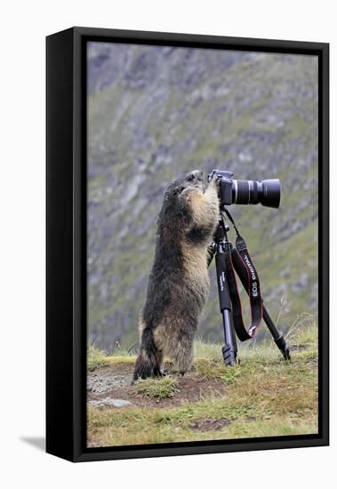 Alpine Marmot Standing Up at Camera on Tripod-null-Framed Premier Image Canvas