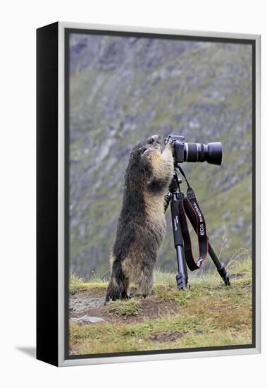 Alpine Marmot Standing Up at Camera on Tripod-null-Framed Premier Image Canvas