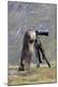 Premium Photographic Print