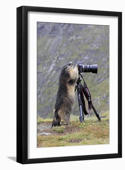 Alpine Marmot Standing Up at Camera on Tripod-null-Framed Photographic Print