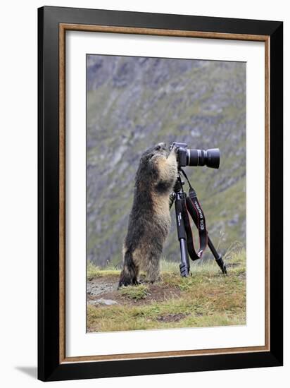 Alpine Marmot Standing Up at Camera on Tripod-null-Framed Photographic Print