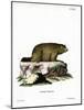 Alpine Marmot-null-Mounted Giclee Print