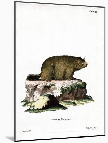 Alpine Marmot-null-Mounted Giclee Print