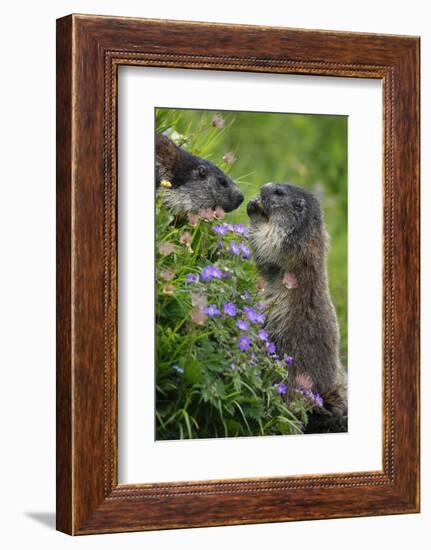 Alpine Marmots (Marmota Marmota) Feeding on Flowers, Hohe Tauern National Park, Austria, July 2008-Lesniewski-Framed Photographic Print