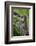 Alpine Marmots (Marmota Marmota) Feeding on Flowers, Hohe Tauern National Park, Austria, July 2008-Lesniewski-Framed Photographic Print