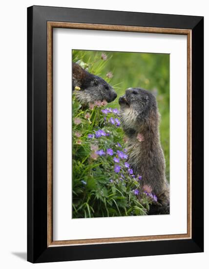 Alpine Marmots (Marmota Marmota) Feeding on Flowers, Hohe Tauern National Park, Austria, July 2008-Lesniewski-Framed Photographic Print