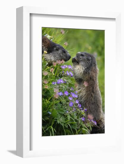 Alpine Marmots (Marmota Marmota) Feeding on Flowers, Hohe Tauern National Park, Austria, July 2008-Lesniewski-Framed Photographic Print