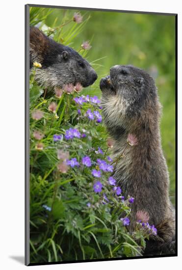 Alpine Marmots (Marmota Marmota) Feeding on Flowers, Hohe Tauern National Park, Austria, July 2008-Lesniewski-Mounted Photographic Print