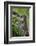 Alpine Marmots (Marmota Marmota) Feeding on Flowers, Hohe Tauern National Park, Austria, July 2008-Lesniewski-Framed Photographic Print