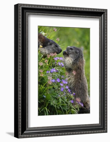 Alpine Marmots (Marmota Marmota) Feeding on Flowers, Hohe Tauern National Park, Austria, July 2008-Lesniewski-Framed Photographic Print