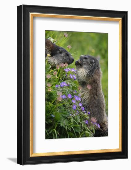 Alpine Marmots (Marmota Marmota) Feeding on Flowers, Hohe Tauern National Park, Austria, July 2008-Lesniewski-Framed Photographic Print