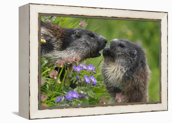Alpine Marmots (Marmota Marmota) Feeding on Flowers, Hohe Tauern National Park, Austria-Lesniewski-Framed Premier Image Canvas