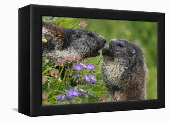 Alpine Marmots (Marmota Marmota) Feeding on Flowers, Hohe Tauern National Park, Austria-Lesniewski-Framed Premier Image Canvas