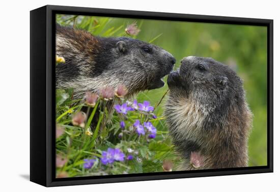 Alpine Marmots (Marmota Marmota) Feeding on Flowers, Hohe Tauern National Park, Austria-Lesniewski-Framed Premier Image Canvas