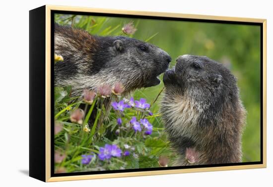 Alpine Marmots (Marmota Marmota) Feeding on Flowers, Hohe Tauern National Park, Austria-Lesniewski-Framed Premier Image Canvas