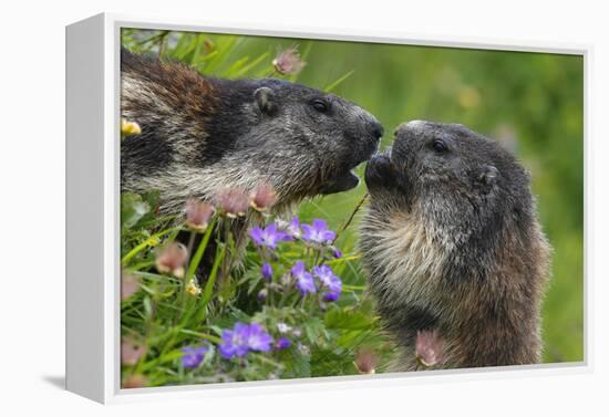 Alpine Marmots (Marmota Marmota) Feeding on Flowers, Hohe Tauern National Park, Austria-Lesniewski-Framed Premier Image Canvas