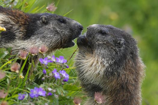 Alpine Marmots (Marmota Marmota) Feeding on Flowers, Hohe Tauern National  Park, Austria' Photographic Print - Lesniewski 