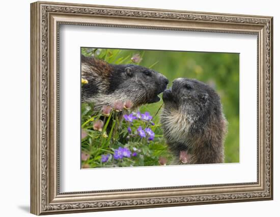 Alpine Marmots (Marmota Marmota) Feeding on Flowers, Hohe Tauern National Park, Austria-Lesniewski-Framed Photographic Print