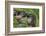 Alpine Marmots (Marmota Marmota) Feeding on Flowers, Hohe Tauern National Park, Austria-Lesniewski-Framed Photographic Print