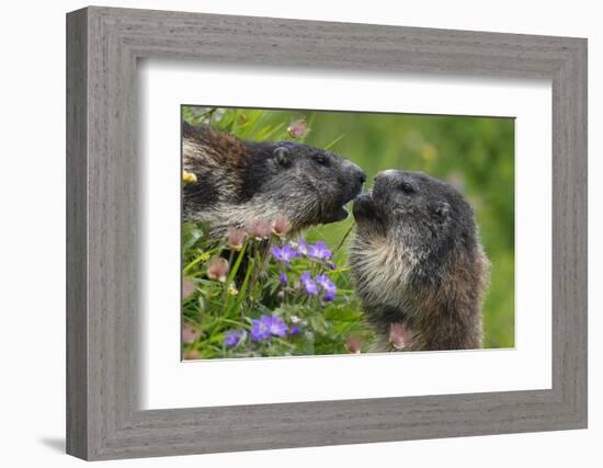 Alpine Marmots (Marmota Marmota) Feeding on Flowers, Hohe Tauern National Park, Austria-Lesniewski-Framed Photographic Print