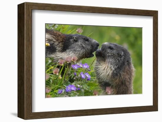 Alpine Marmots (Marmota Marmota) Feeding on Flowers, Hohe Tauern National Park, Austria-Lesniewski-Framed Photographic Print