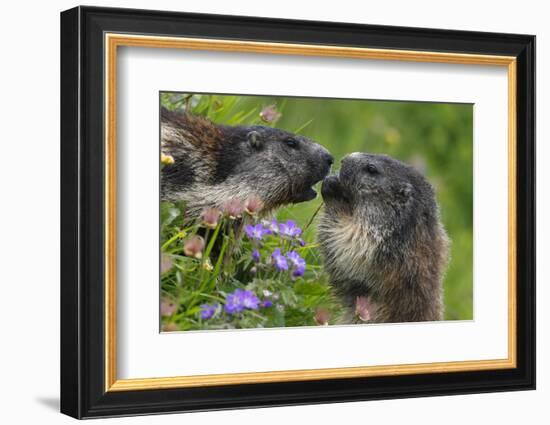 Alpine Marmots (Marmota Marmota) Feeding on Flowers, Hohe Tauern National Park, Austria-Lesniewski-Framed Photographic Print