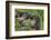 Alpine Marmots (Marmota Marmota) Feeding on Flowers, Hohe Tauern National Park, Austria-Lesniewski-Framed Photographic Print