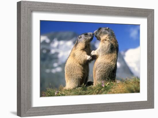 Alpine Marmots X2 Facing Each Other-null-Framed Photographic Print