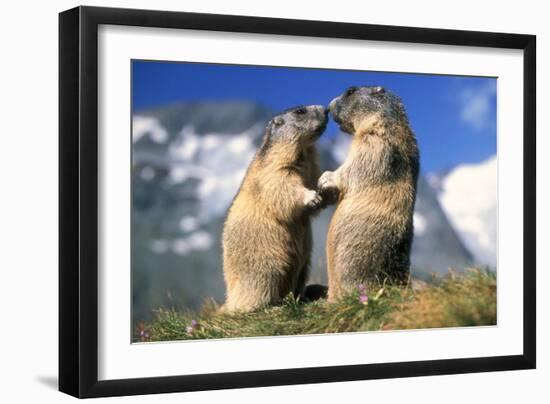 Alpine Marmots X2 Facing Each Other-null-Framed Photographic Print