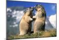 Photographic Print