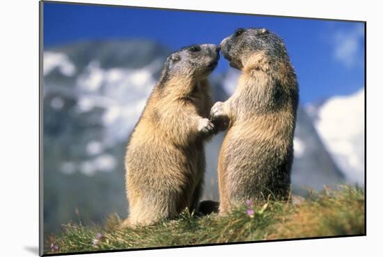 Alpine Marmots X2 Facing Each Other-null-Mounted Photographic Print