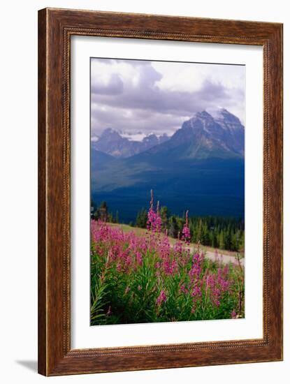 Alpine Meadow, Banff National Park, Canada-George Oze-Framed Photographic Print