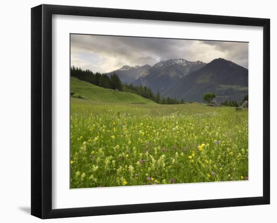 Alpine Meadow, Near Kofels, Umhausen, Otztal Valley, Tyrol, Austria, Europe-Gary Cook-Framed Photographic Print